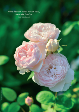 Heil & Kraut 2024 - Nr. 2