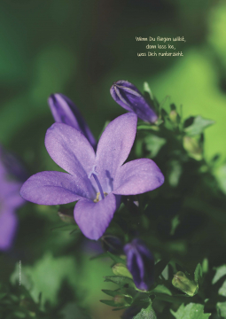 Altes Kräuterwissen Nr. 19