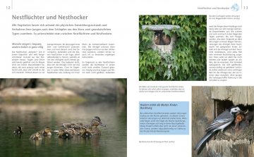 Vögel zu Gast im Garten, Axel Gutjahr