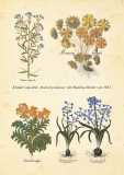 Altes Kräuterwissen Nr. 10