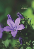Altes Kräuterwissen Nr. 19